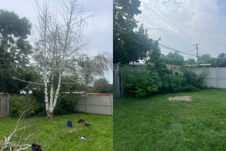 Max Trees — hedge trimming in Ottawa