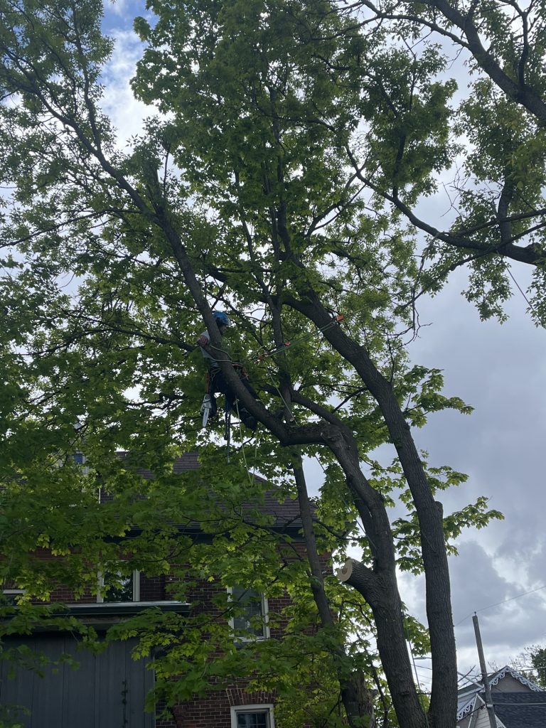 A climber tied in high in a Manitoba maple, working the long limbs that reach over the roof of a two-storey brick house in Ottawa