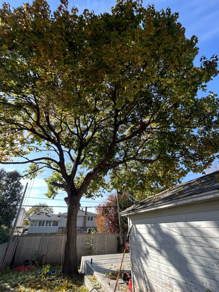 Max Trees Ottawa tree service