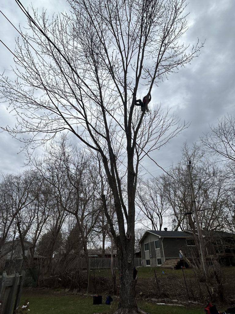 Max Trees Ottawa tree service