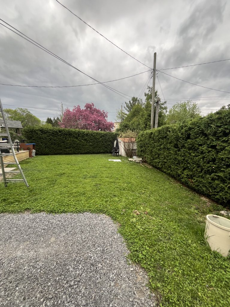 Ottawa tree service by Max Trees