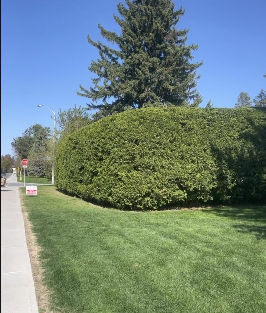 Hedge trimming in Ottawa by Max Trees