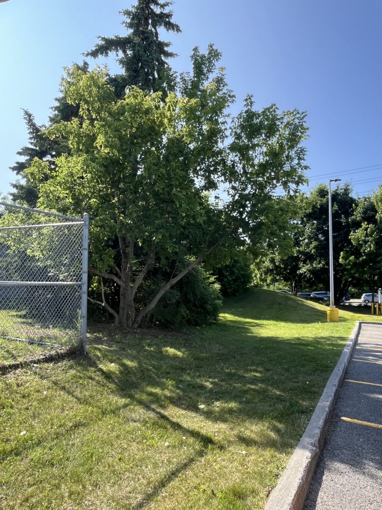 Tree pruning in Ottawa by Max Trees