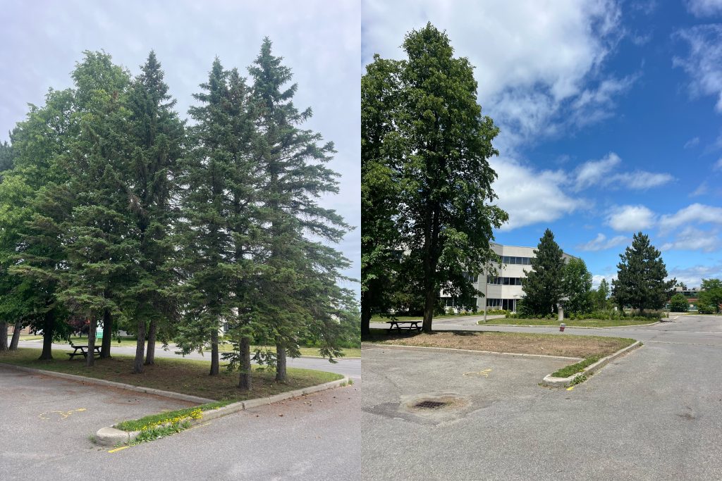 Ottawa tree service by Max Trees