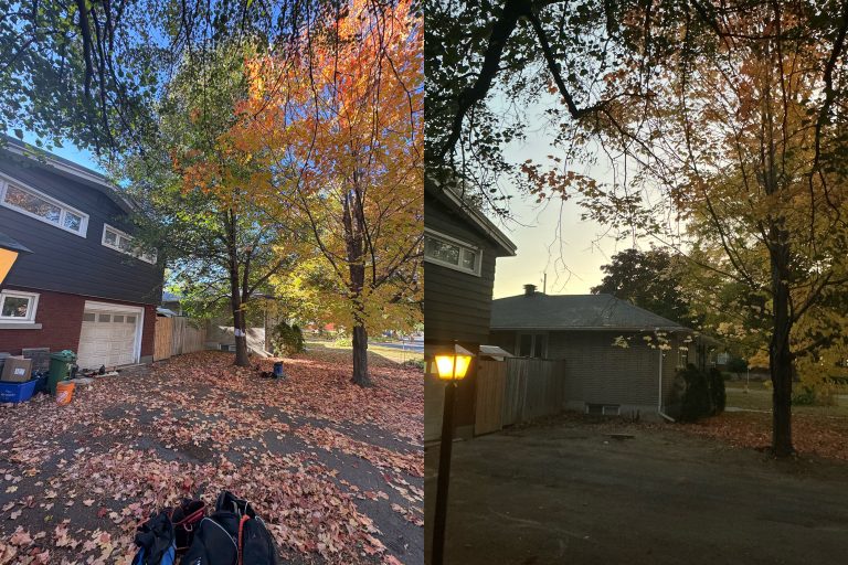 Max Trees — tree removal in Ottawa