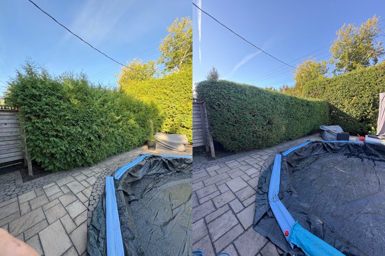 Max Trees — yard tree work in Ottawa
