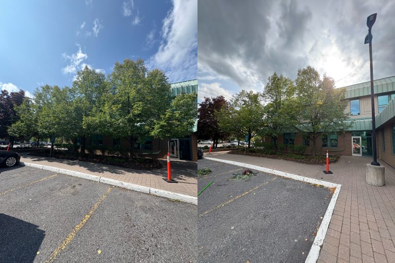 Max Trees — tree removal in Ottawa
