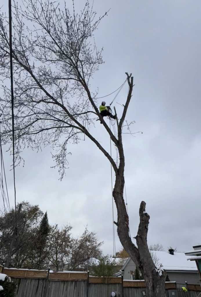 Max Trees Ottawa tree service