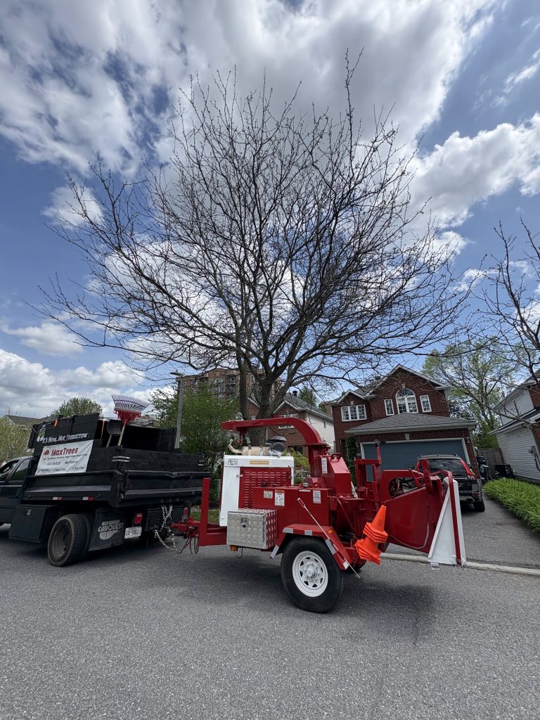 Large tree removal with dump truck in Ottawa by Max Trees