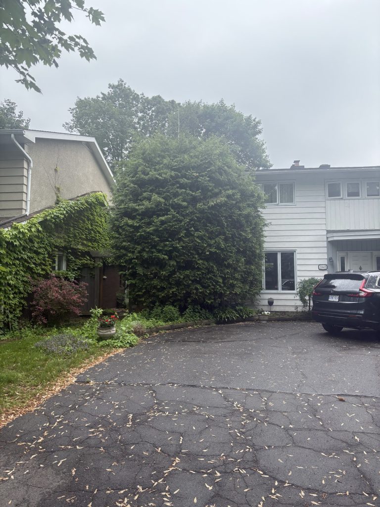 Hedge trimming in Arnprior by Max Trees