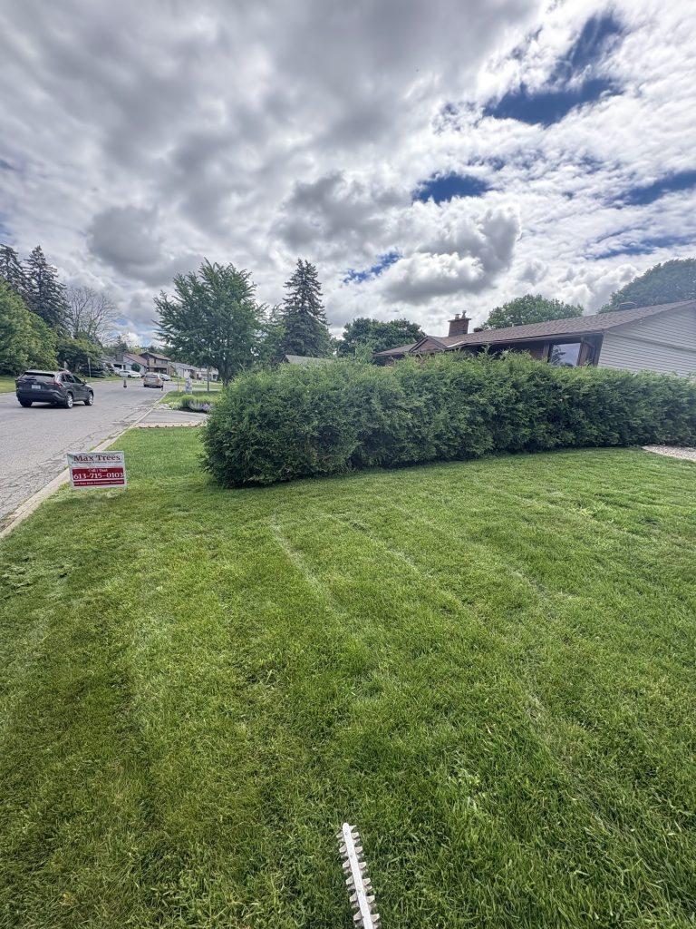 Yard restored after tree service in the Ottawa Valley by Max Trees