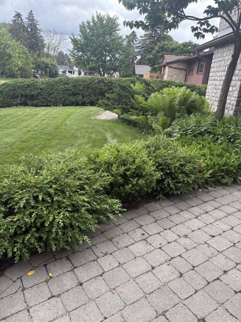 Hedge trimming and pruning results in Ottawa by Max Trees