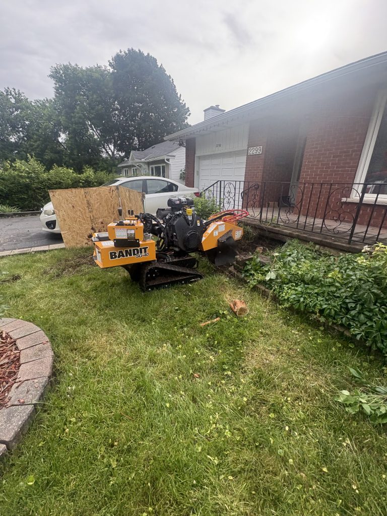 Stump grinding on a lawn in Kemptville by Max Trees