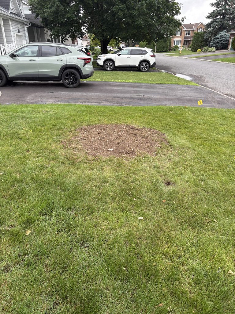 Front-yard stump grinding cleanup in the Ottawa Valley by Max Trees