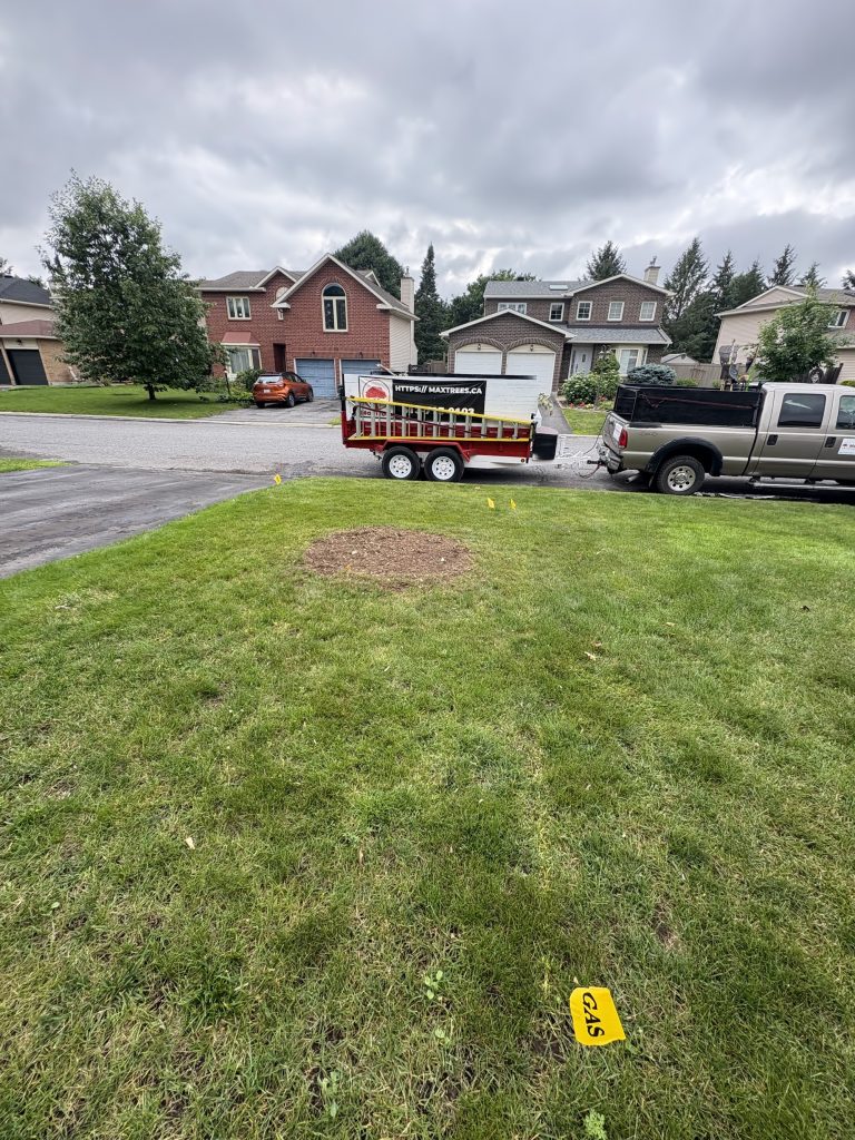 Stump removal and lawn cleanup in Kanata by Max Trees