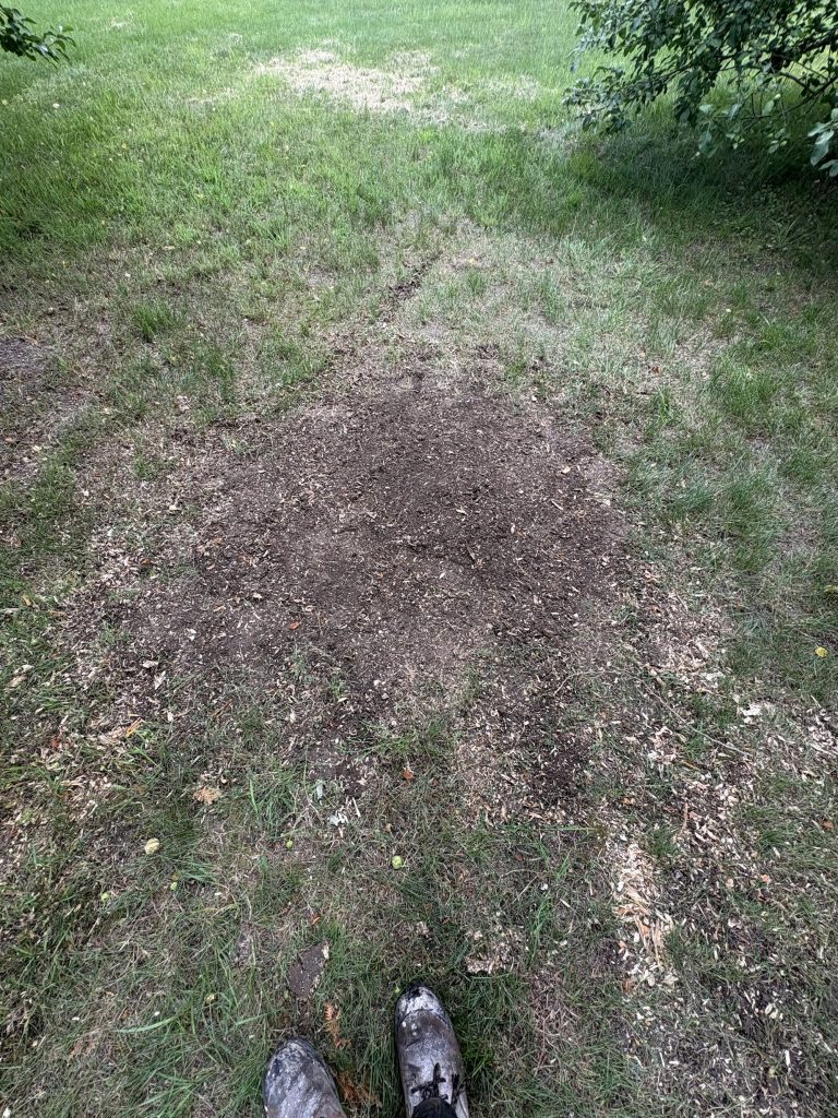 Lawn cleaned after tree work in Stittsville by Max Trees