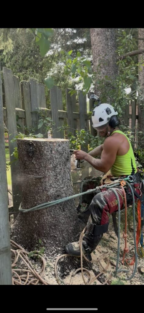 Tree removal by climbing arborist in Orléans by Max Trees