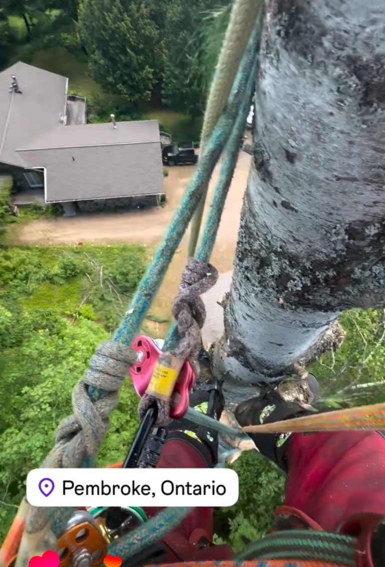Max Trees climbing arborist rigging a lowering line high in a tree above a house in Pembroke, Ontario