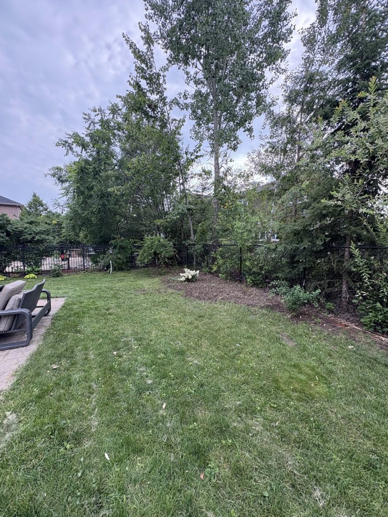 Back yard in Orleans, Ottawa with a mature tree line along the rear fence after pruning and cleanup by Max Trees