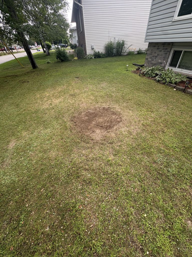 Stump ground below grade in Ottawa by Max Trees