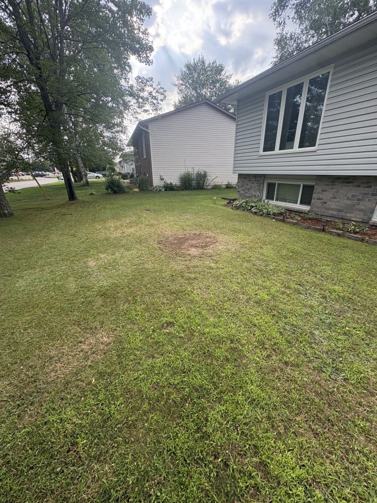 Lawn restored after tree service in Rockland by Max Trees