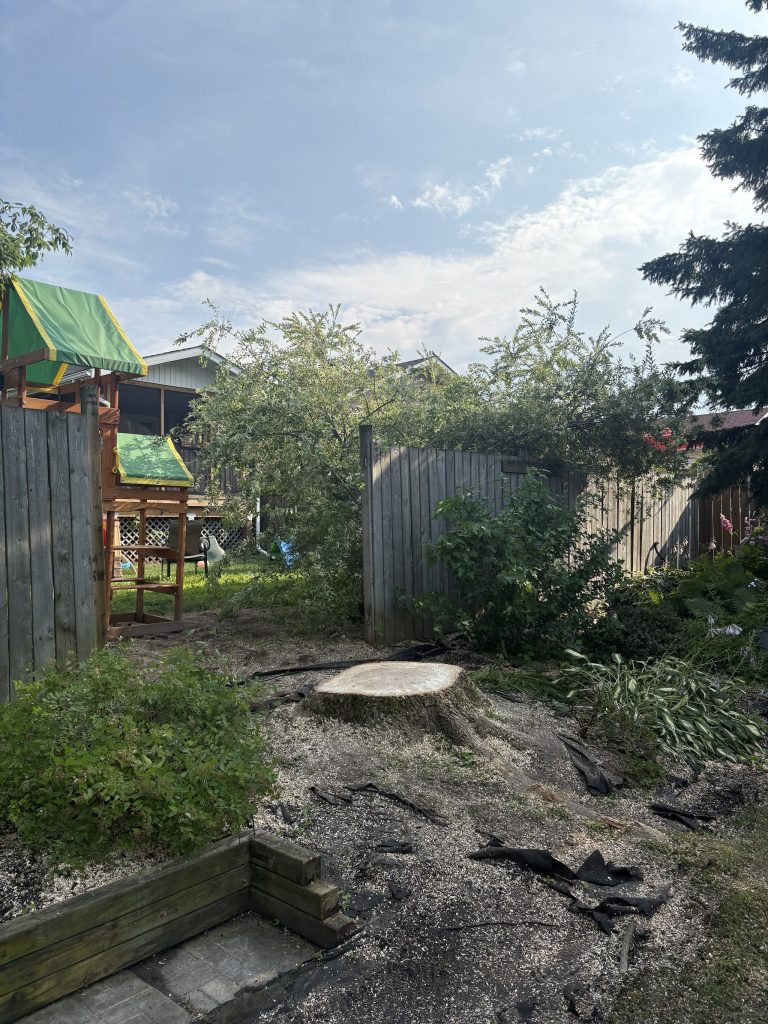 Cleared Ottawa backyard with a low cut stump after Max Trees completed a sectional tree removal