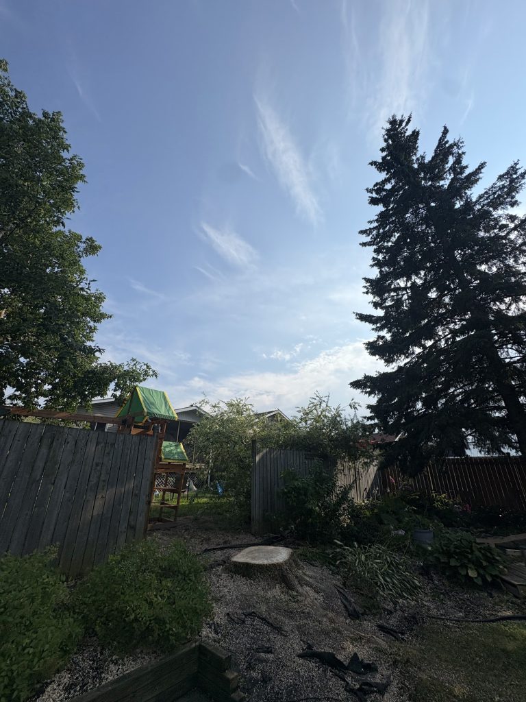 Ottawa backyard after tree removal, with a mature spruce and wooden fence left undamaged