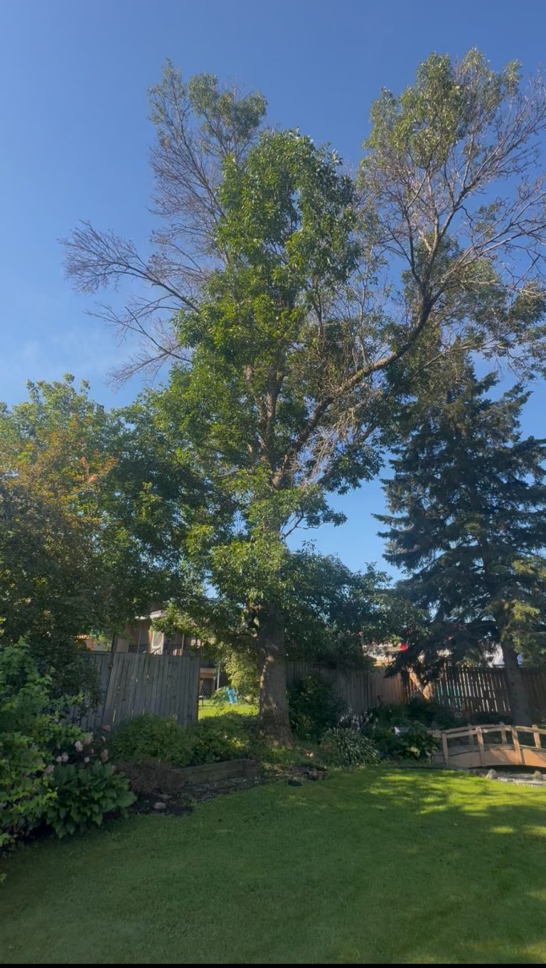 Large backyard tree with dead branches through its crown, photographed before removal by Max Trees in Ottawa