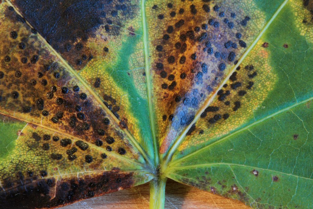 Black tar spot lesions on a Norway maple leaf, the fungal disease showing up across Ottawa after the wettest summer on record