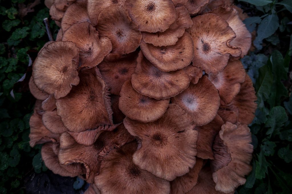 A dense cluster of honey-coloured mushrooms fruiting against dark bark at the base of a tree trunk, surrounded by green undergrowth
