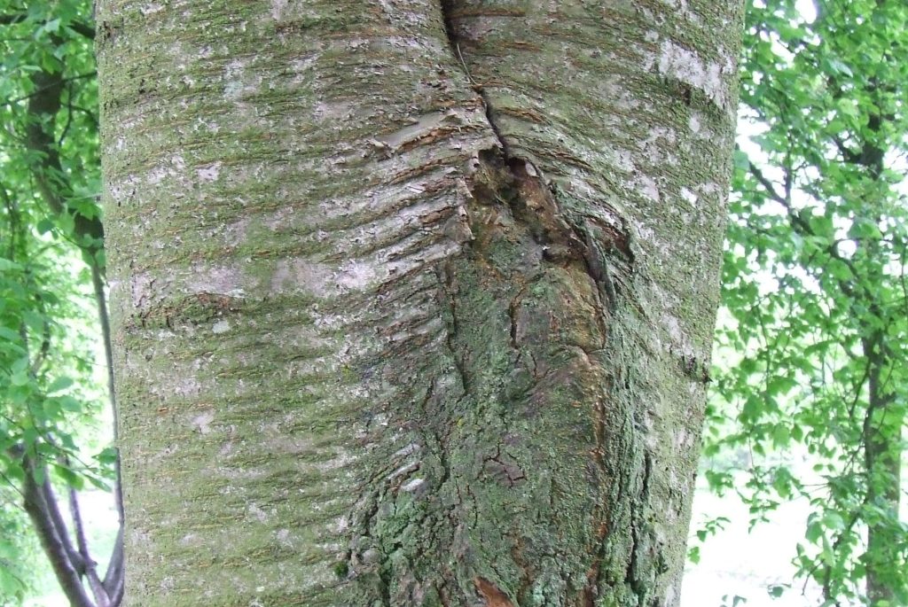 Two tree stems meeting in a tight narrow fork with a dark seam of trapped bark running down the trunk below the join