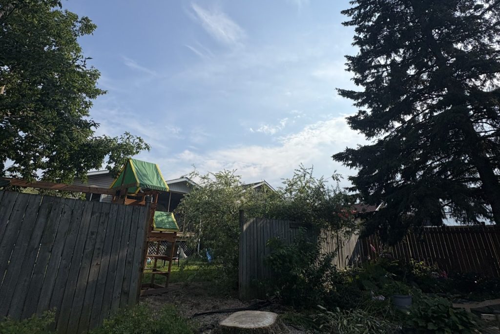 A mature spruce standing at the back fence of an Ottawa yard, beside a freshly ground stump where another tree was taken out