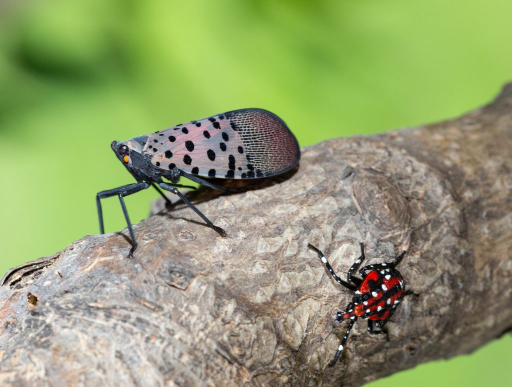 An adult spotted lanternfly resting on a tree branch, wings folded, showing pinkish-grey wings marked with black spots.