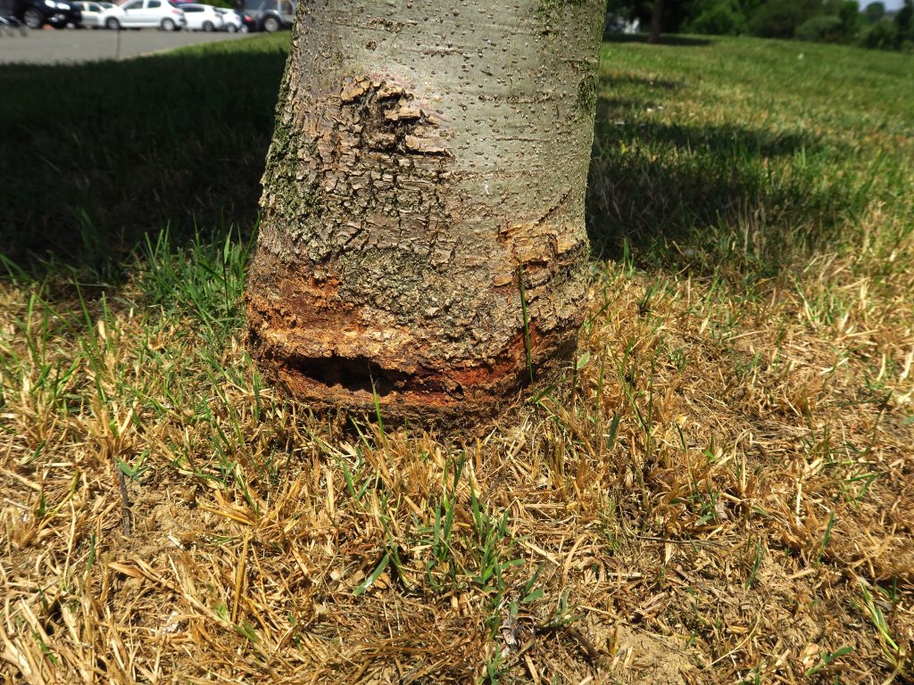 Dead and scarred bark around the base of a tree trunk where a string trimmer has repeatedly cut into the root flare.