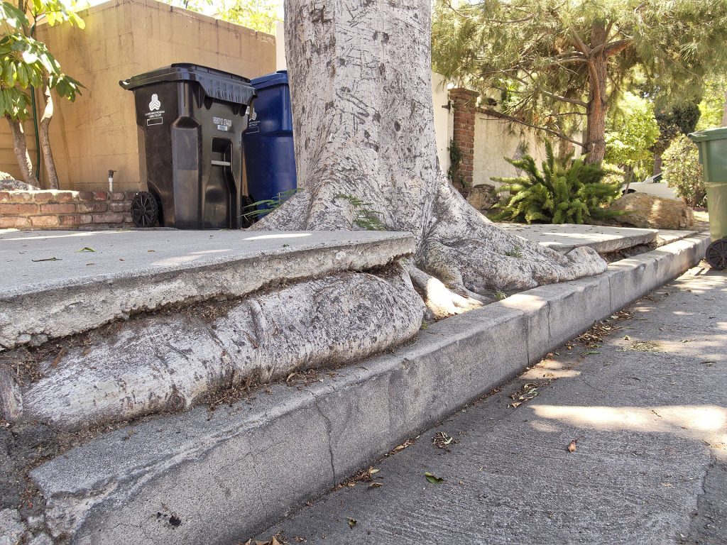 Large buttress roots of a mature tree running beneath and lifting a concrete sidewalk slab and curb
