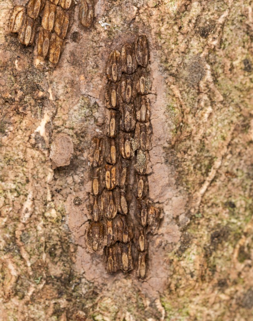 A grey, putty-like spotted lanternfly egg mass smeared flat against tree bark.